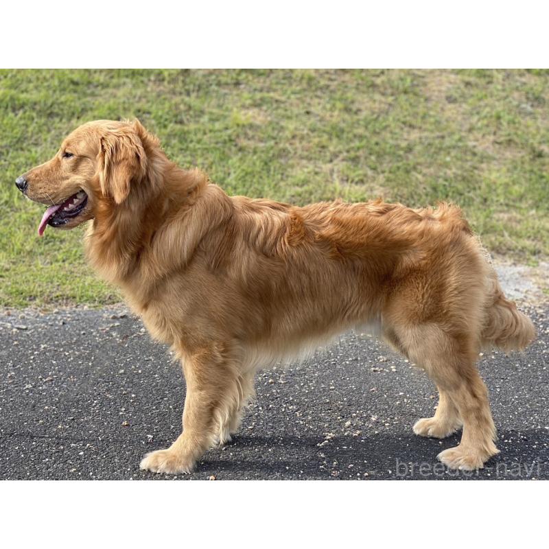 松下幸則ブリーダーの詳細