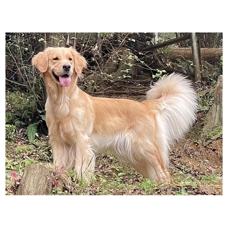 松下幸則ブリーダーの詳細