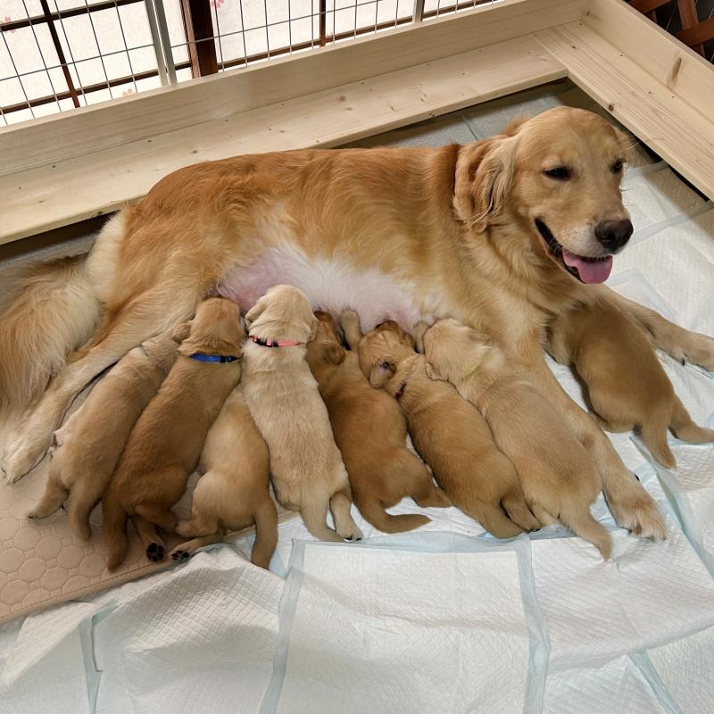 松下幸則ブリーダーの詳細