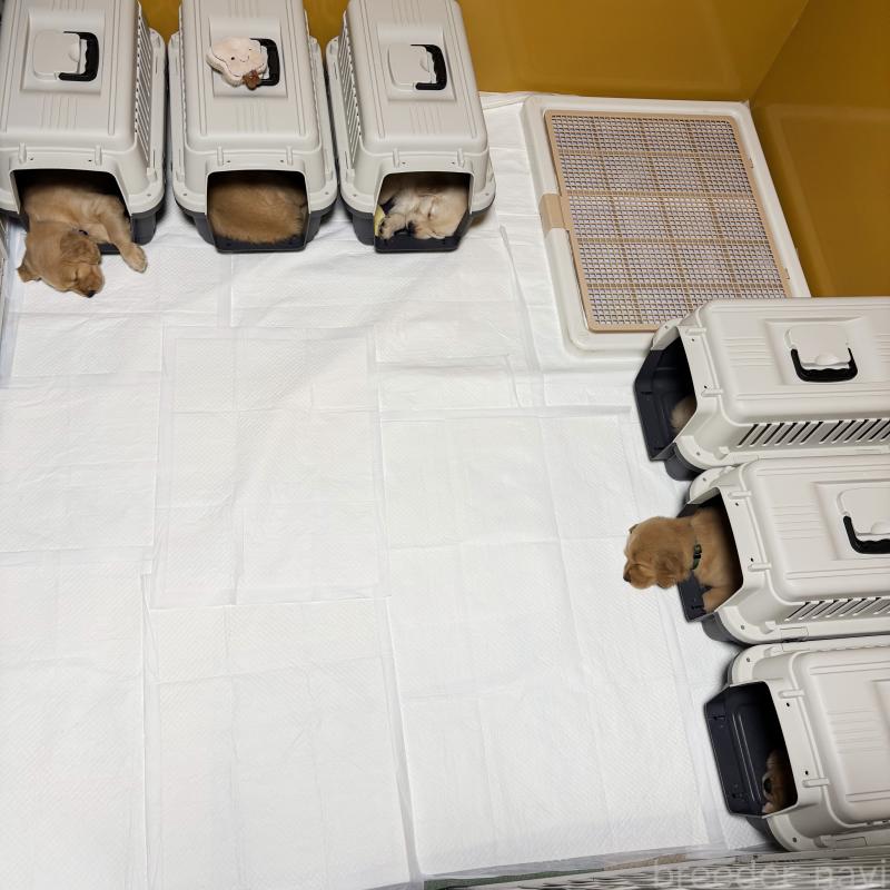 松下幸則ブリーダーの詳細