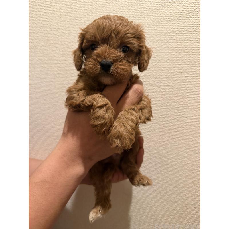 成約済の愛知県のキャバプー:キャバリア×トイプードル-432830の2枚目