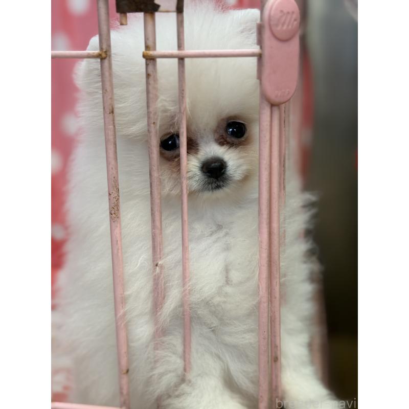 成約済の静岡県のポメラニアン-430387の4枚目