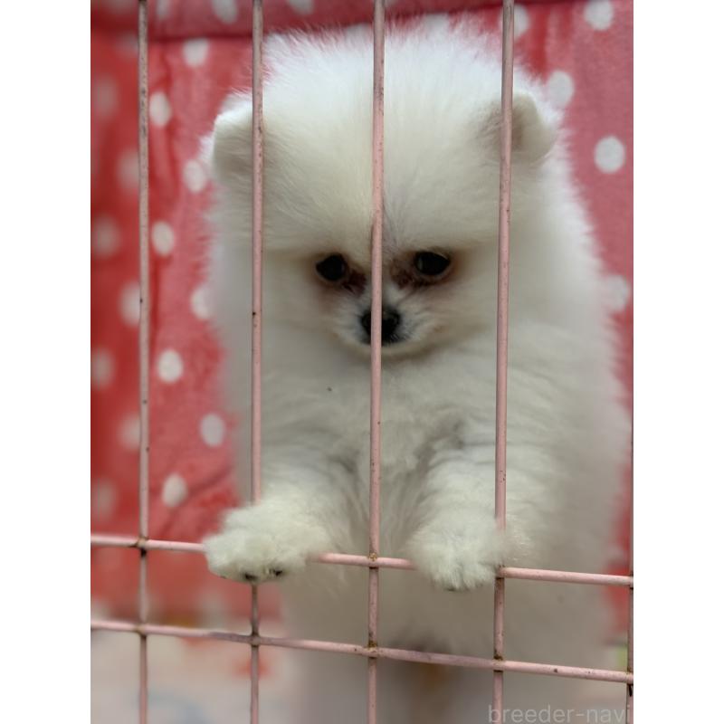 成約済の静岡県のポメラニアン-430387の3枚目