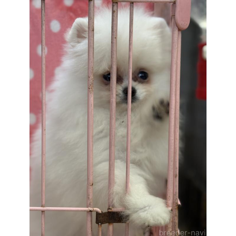 成約済の静岡県のポメラニアン-430387の2枚目