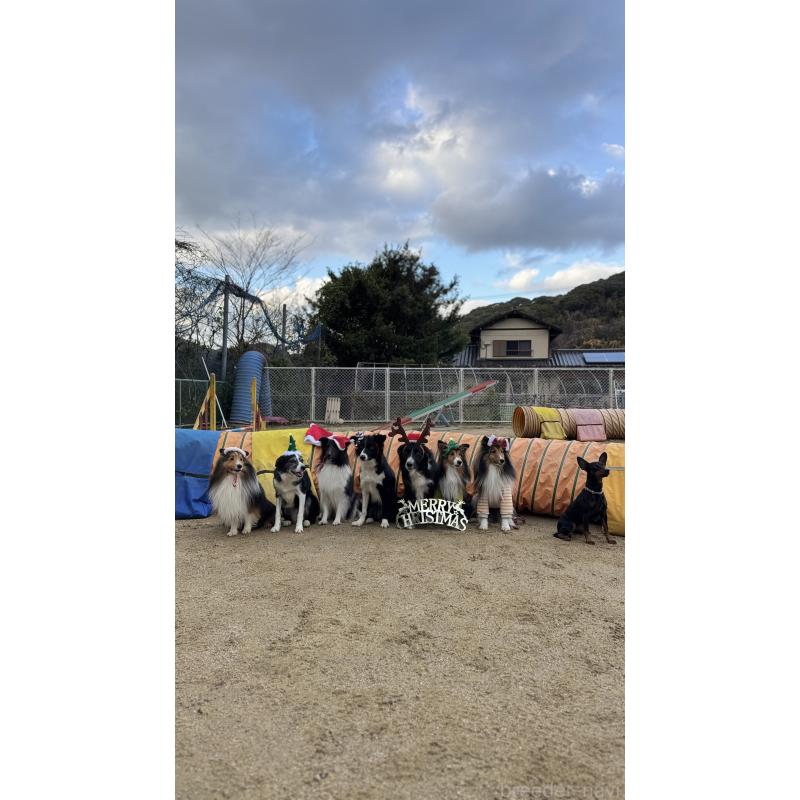 荒木寿子ブリーダーの詳細