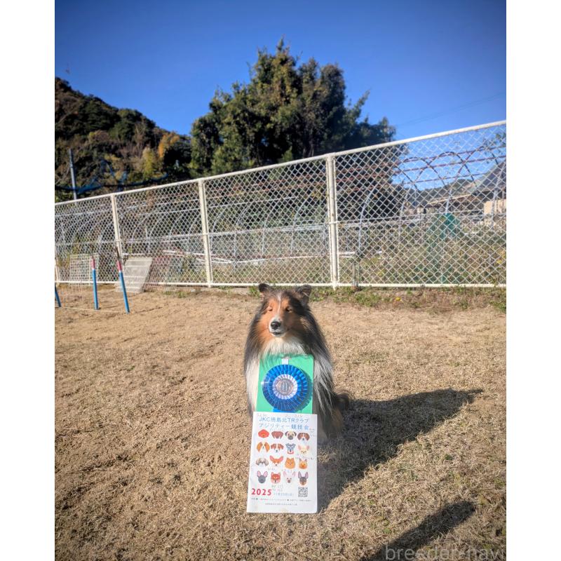 荒木寿子ブリーダーの詳細