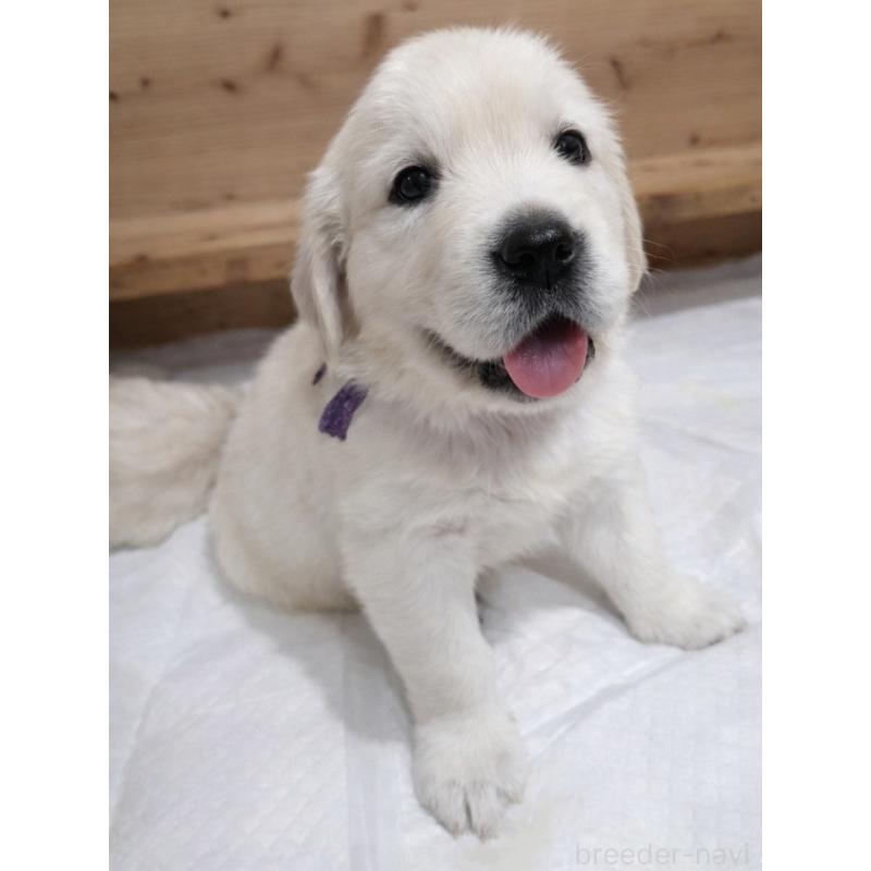 藤掛裕喜ブリーダーの詳細