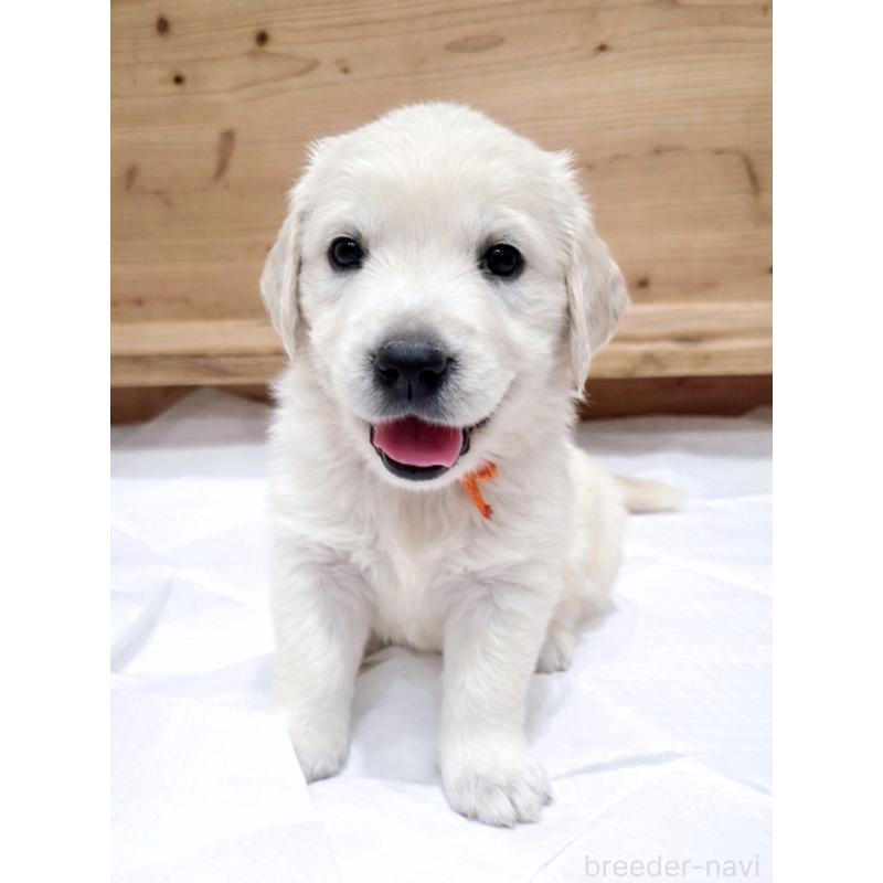 藤掛裕喜ブリーダーの詳細