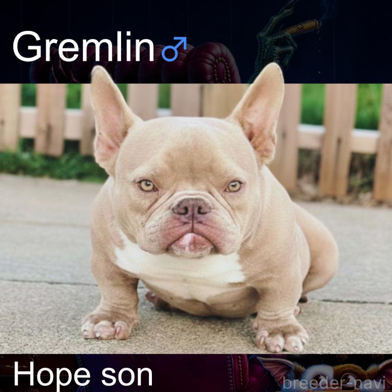 上山伊織ブリーダーの詳細