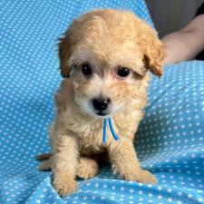 ♀︎タイニープードル