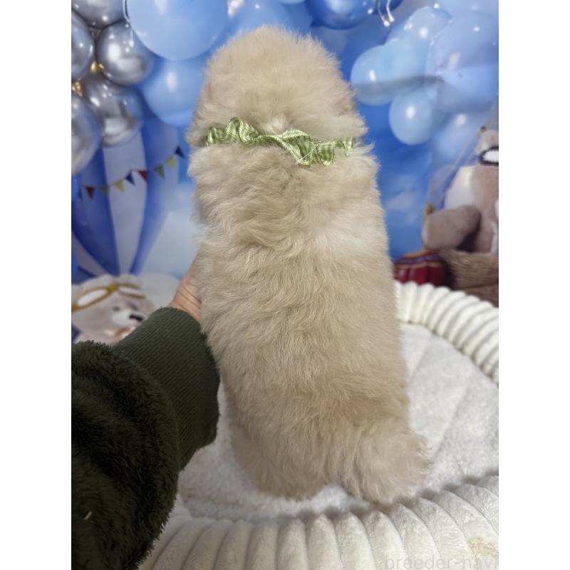 成約済の埼玉県のタイニープードル-435083の3枚目