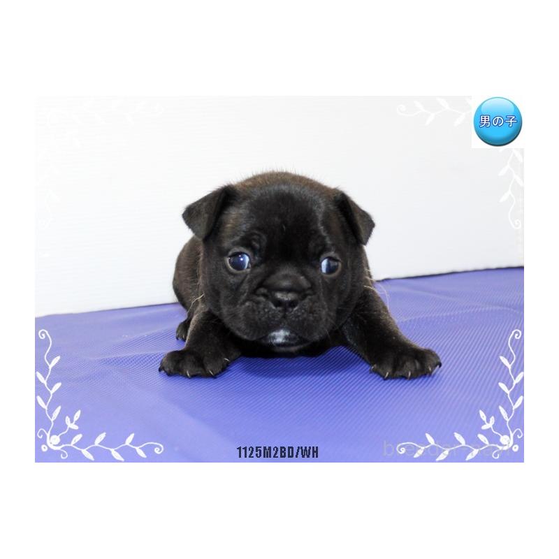 成約済の神奈川県のフレンチブルドッグ-434388の5枚目