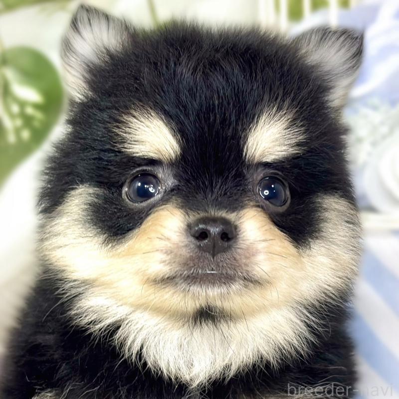 関西でポメチワ:ポメラニアン×チワワの子犬を探す｜ブリーダーナビ
