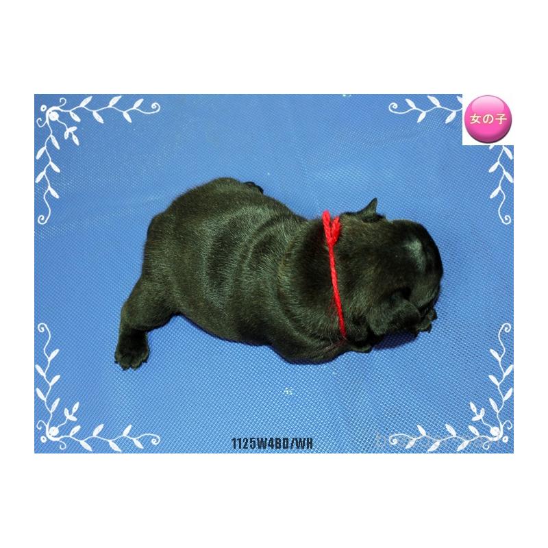 成約済の神奈川県のフレンチブルドッグ-434999の6枚目