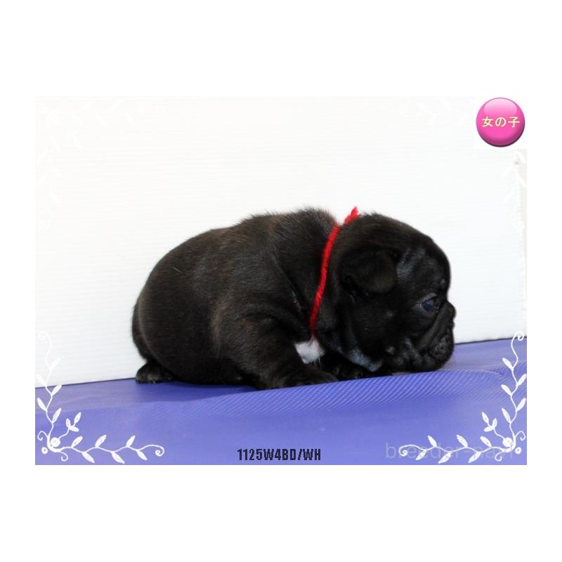 成約済の神奈川県のフレンチブルドッグ-434999の5枚目