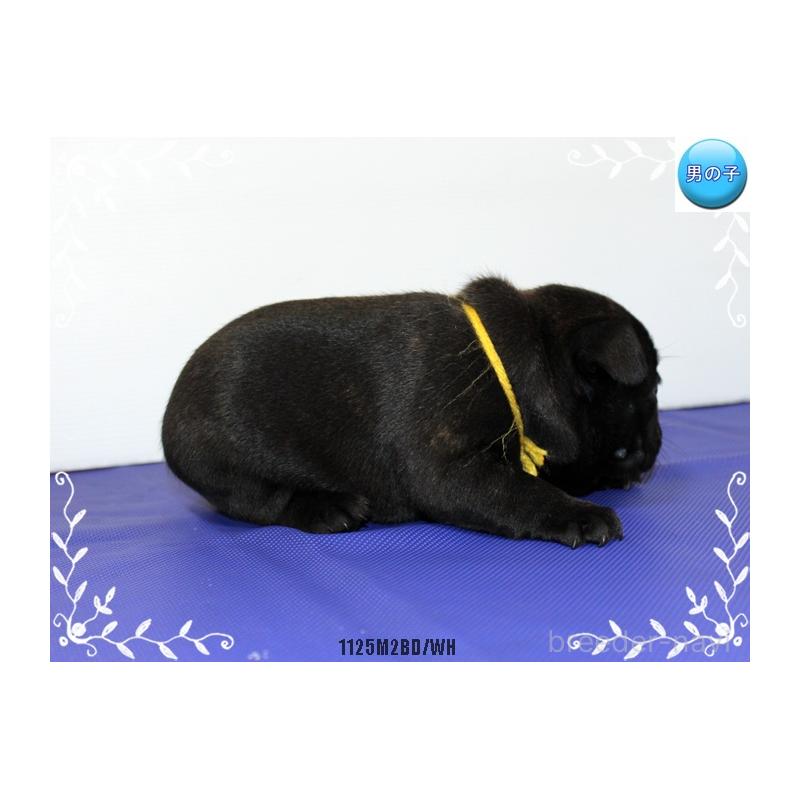 成約済の神奈川県のフレンチブルドッグ-434384の6枚目