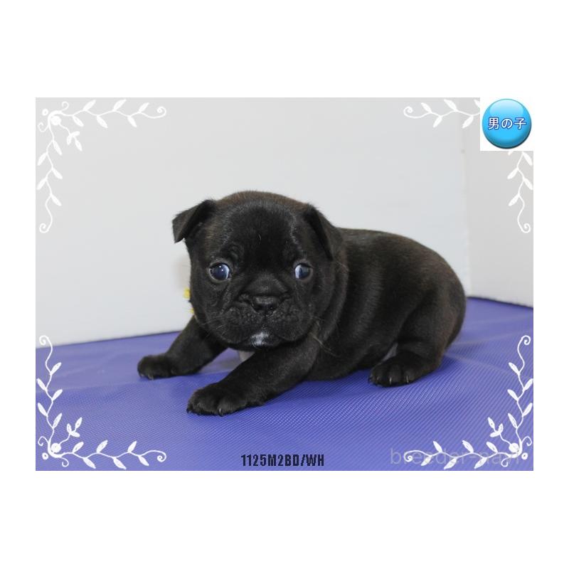 成約済の神奈川県のフレンチブルドッグ-434384の5枚目