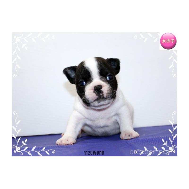 成約済の神奈川県のフレンチブルドッグ-435004の5枚目