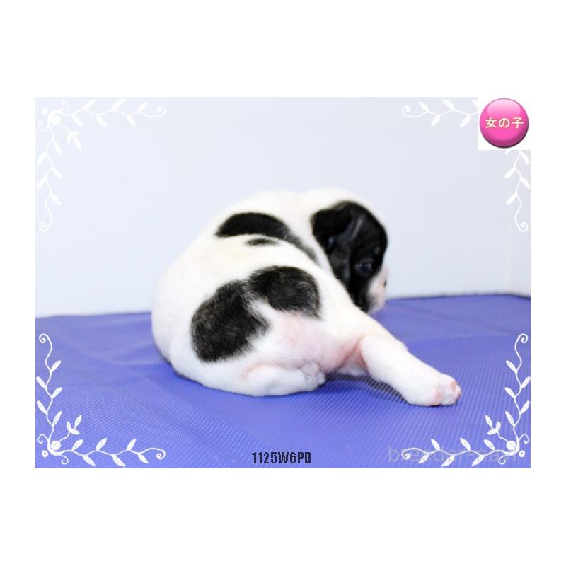 成約済の神奈川県のフレンチブルドッグ-435004の4枚目