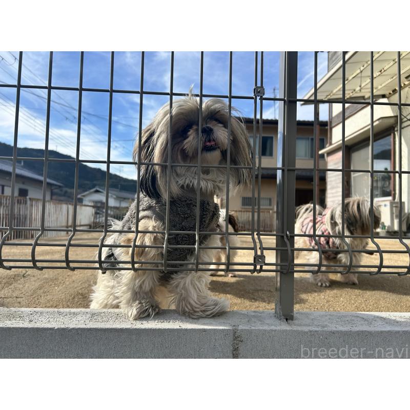 坂井利江ブリーダーの詳細