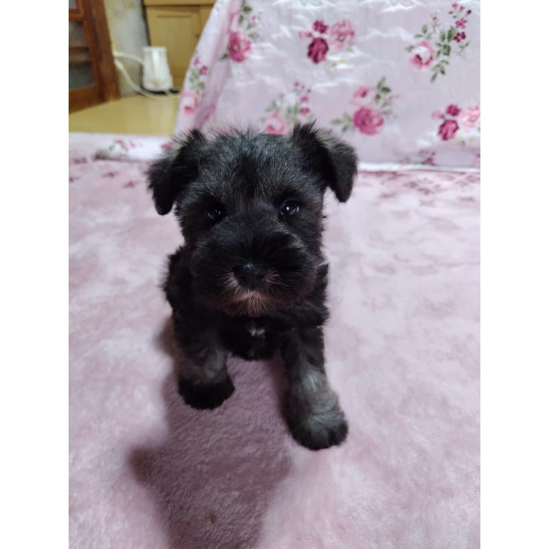 成約済の栃木県のミニチュアシュナウザー-432907の3枚目