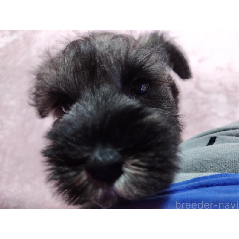 成約済の栃木県のミニチュアシュナウザー-432907の2枚目