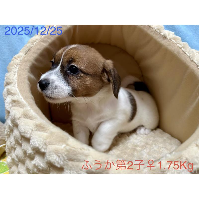 成約済の岡山県のジャックラッセルテリア-433900の4枚目