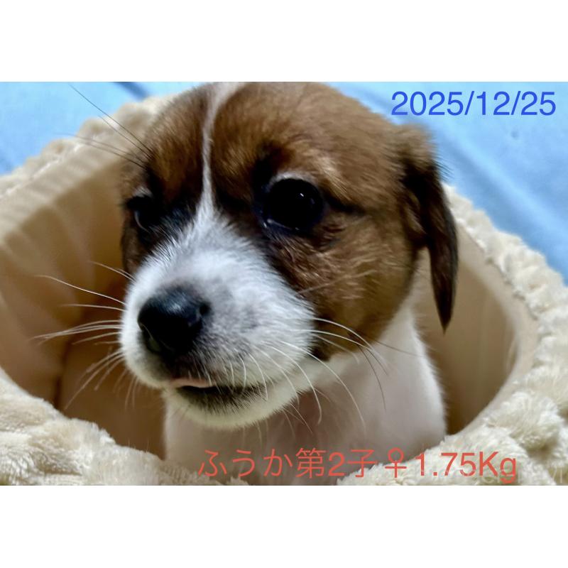 成約済の岡山県のジャックラッセルテリア-433900の3枚目