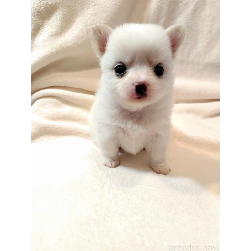 田中善春ブリーダーの詳細