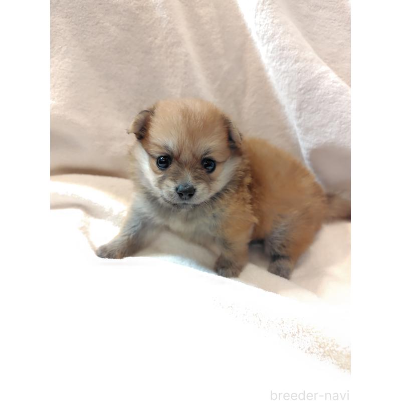 田中善春ブリーダーの詳細