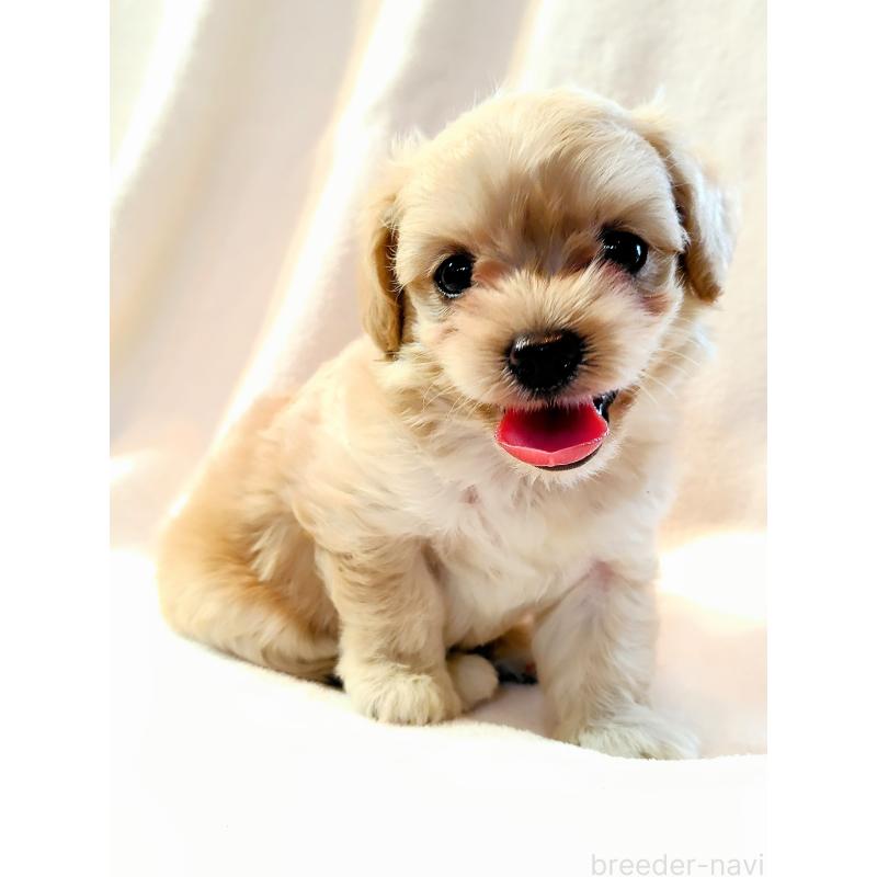 田中善春ブリーダーの詳細