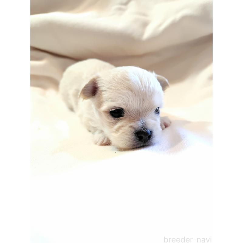 田中善春ブリーダーの詳細