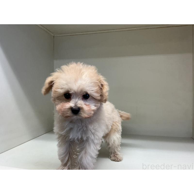 成約済の山形県のチワプー:チワワ×トイプードル-423300の6枚目