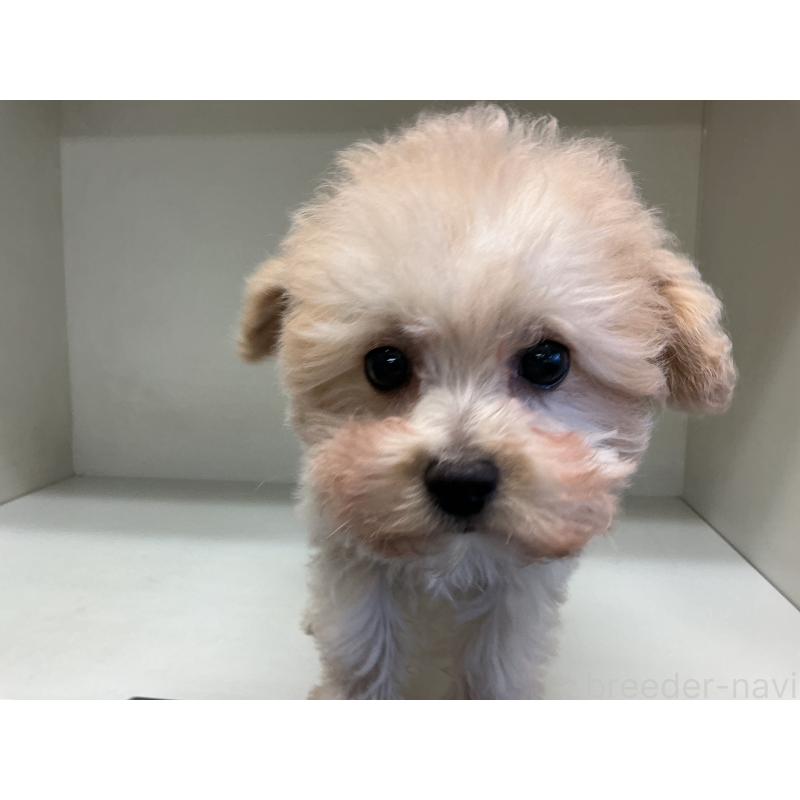 成約済の山形県のチワプー:チワワ×トイプードル-423300の5枚目