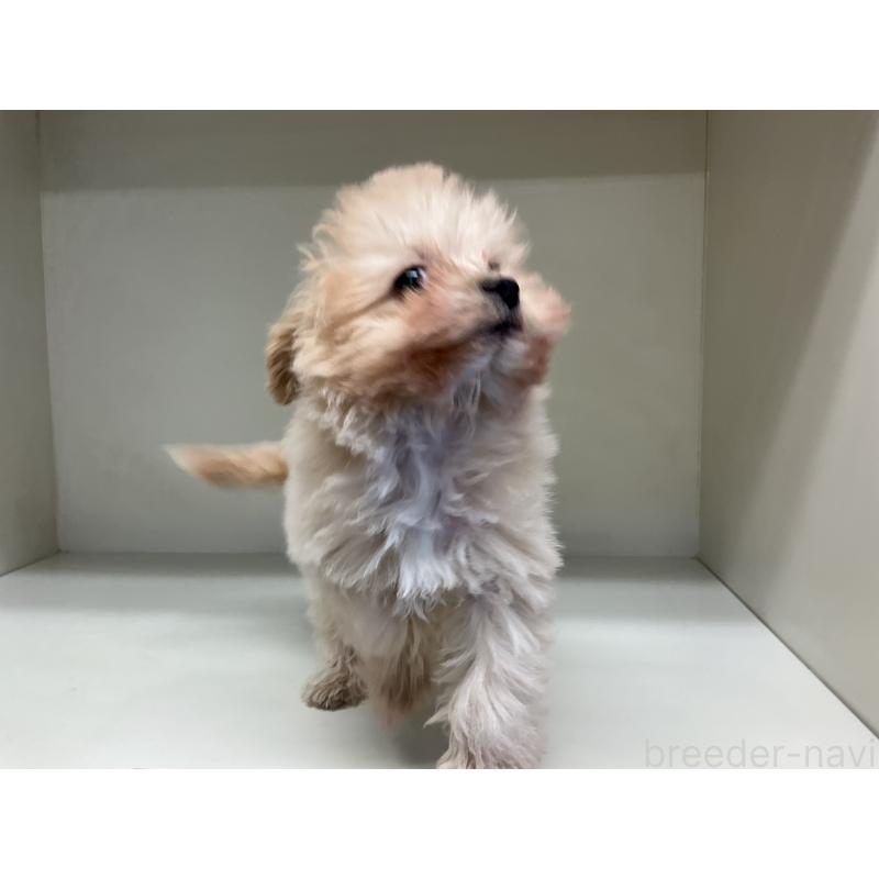 成約済の山形県のチワプー:チワワ×トイプードル-423300の4枚目