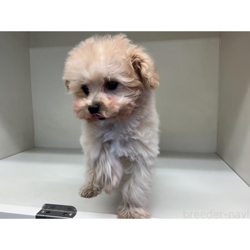 成約済の山形県のチワプー:チワワ×トイプードル-423300の3枚目