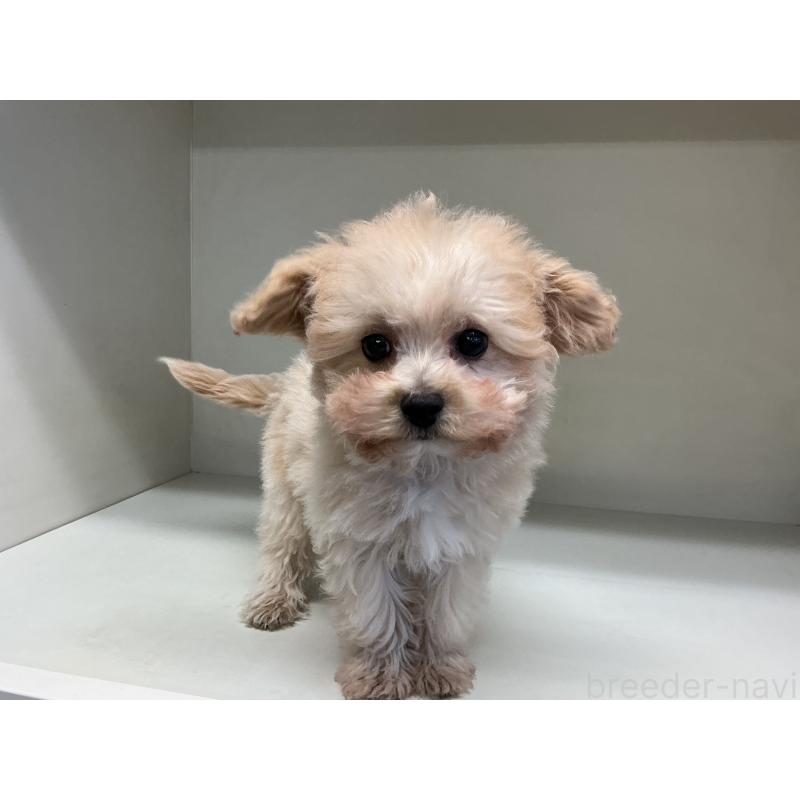 成約済の山形県のチワプー:チワワ×トイプードル-423300の2枚目