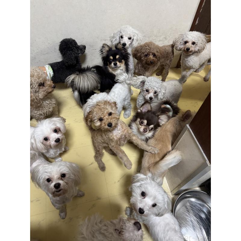 高橋純ブリーダーの詳細