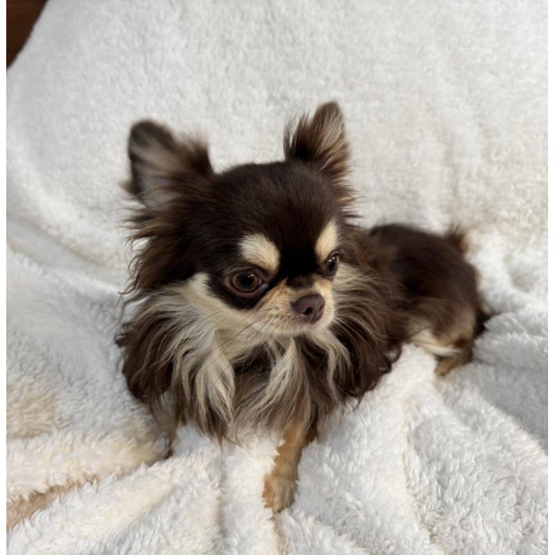 水本信子ブリーダーの詳細