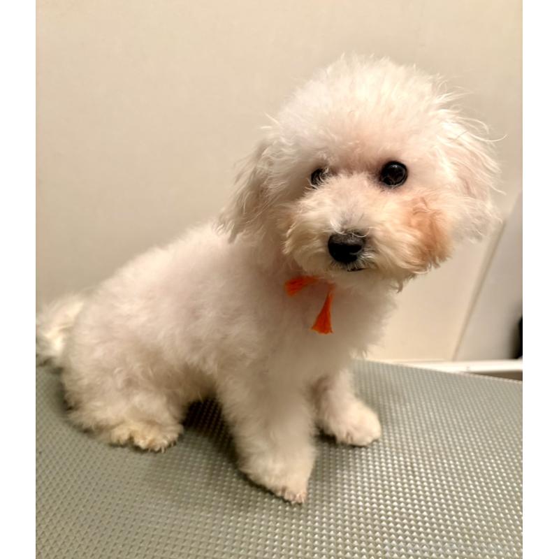 成約済の東京都のミックス犬-404061の25枚目