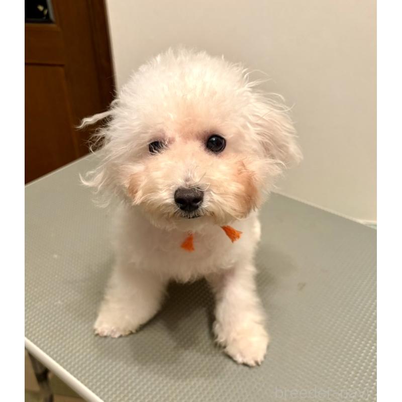 成約済の東京都のミックス犬-404061の24枚目