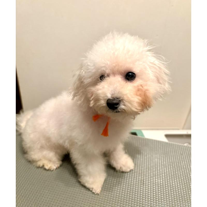 成約済の東京都のミックス犬-404061の23枚目