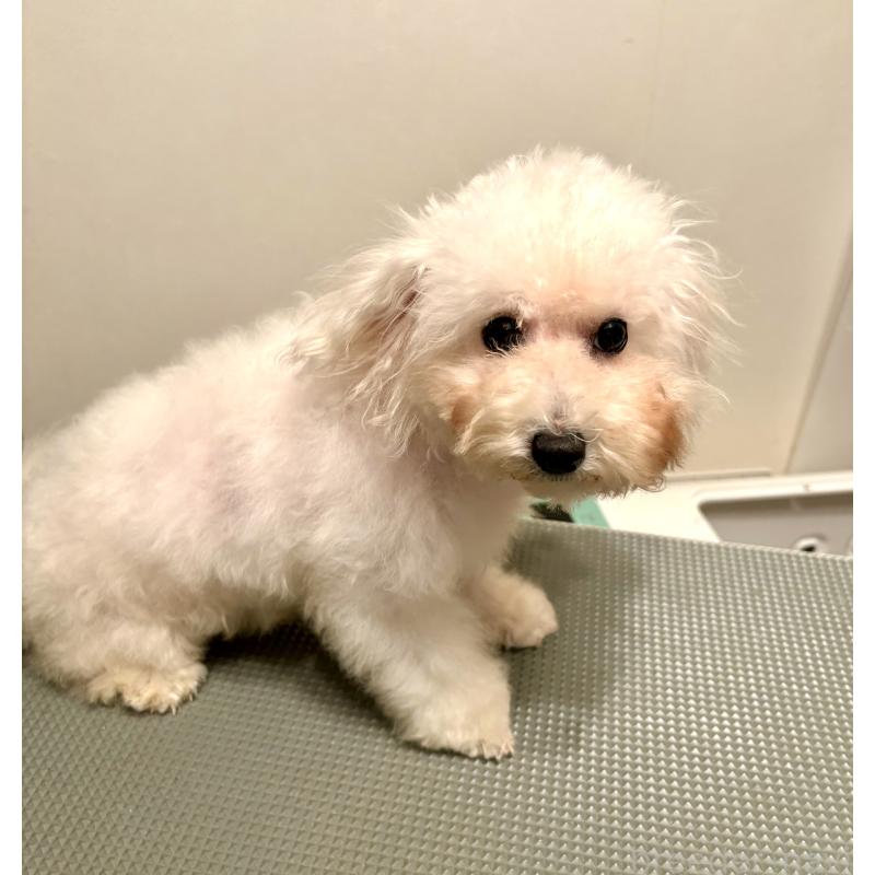 成約済の東京都のミックス犬-404061の22枚目