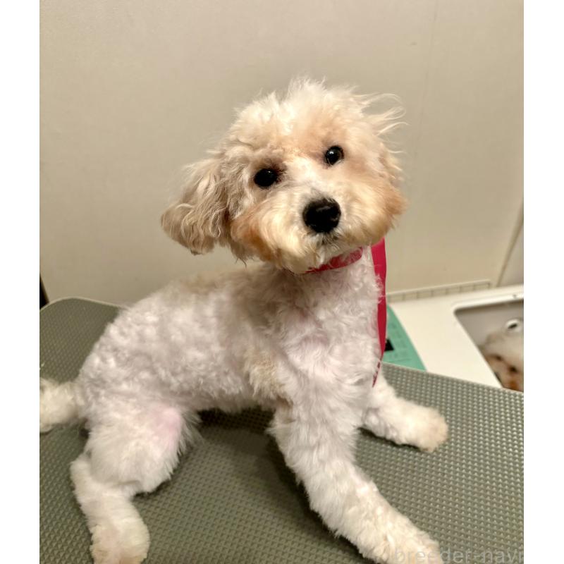 成約済の東京都のミックス犬-404064の17枚目