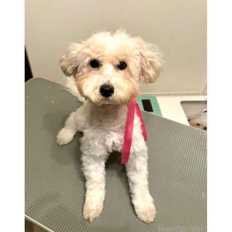 成約済の東京都のミックス犬-404064の16枚目