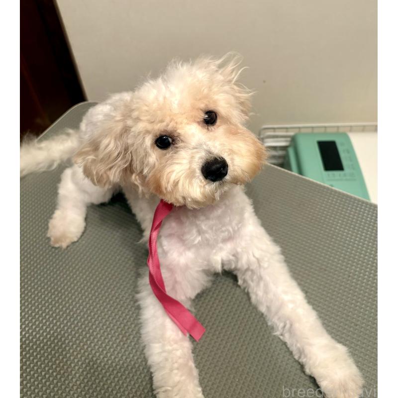 成約済の東京都のミックス犬-404064の15枚目