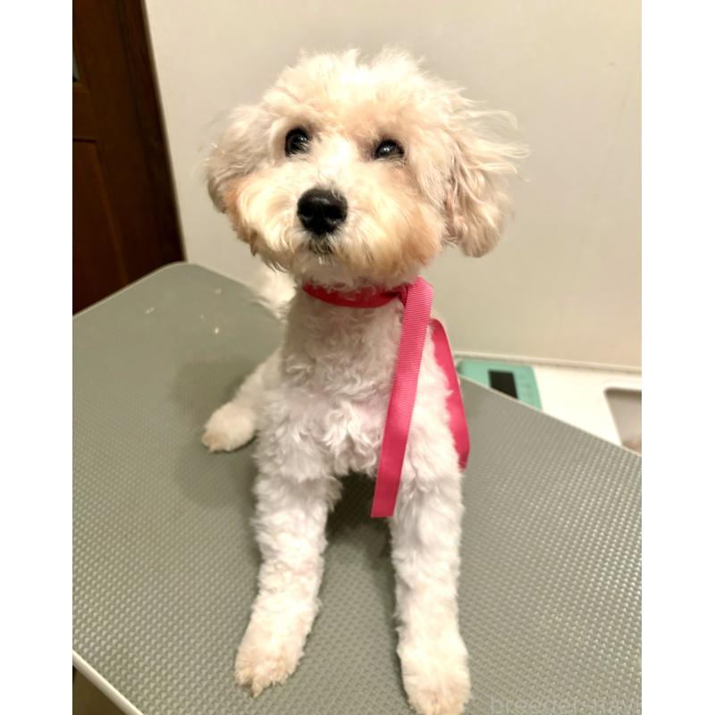 成約済の東京都のミックス犬-404064の14枚目