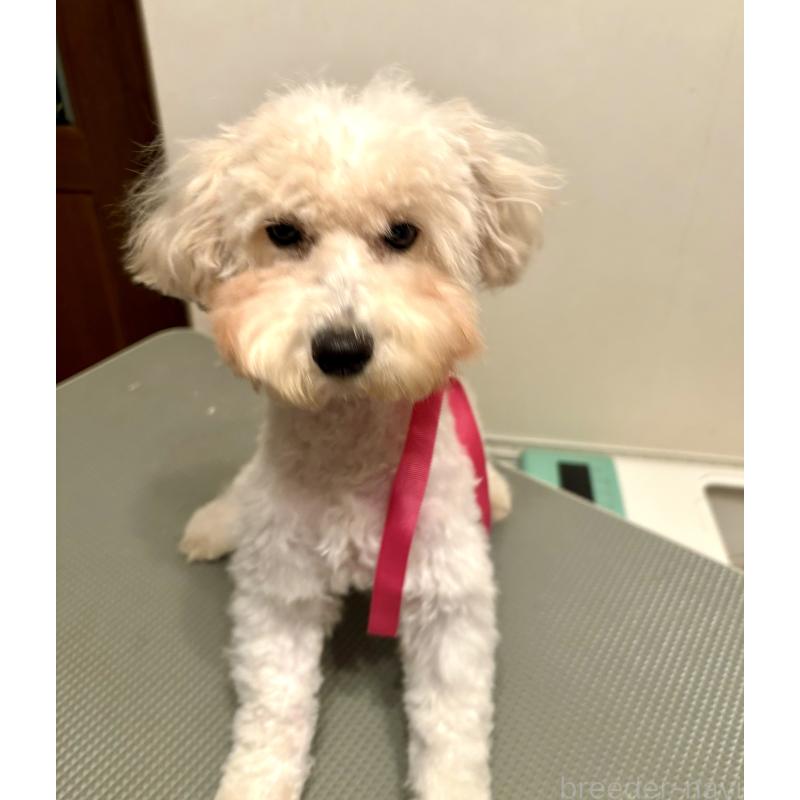 成約済の東京都のミックス犬-404064の13枚目