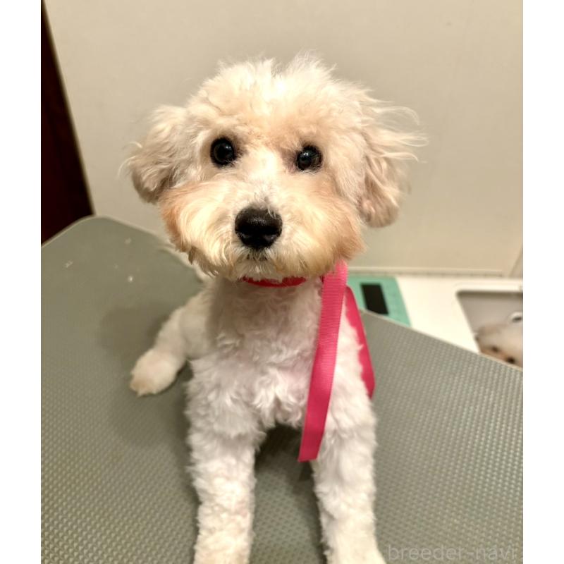 成約済の東京都のミックス犬-404064の12枚目