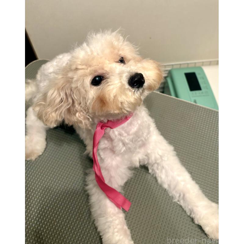 成約済の東京都のミックス犬-404064の11枚目